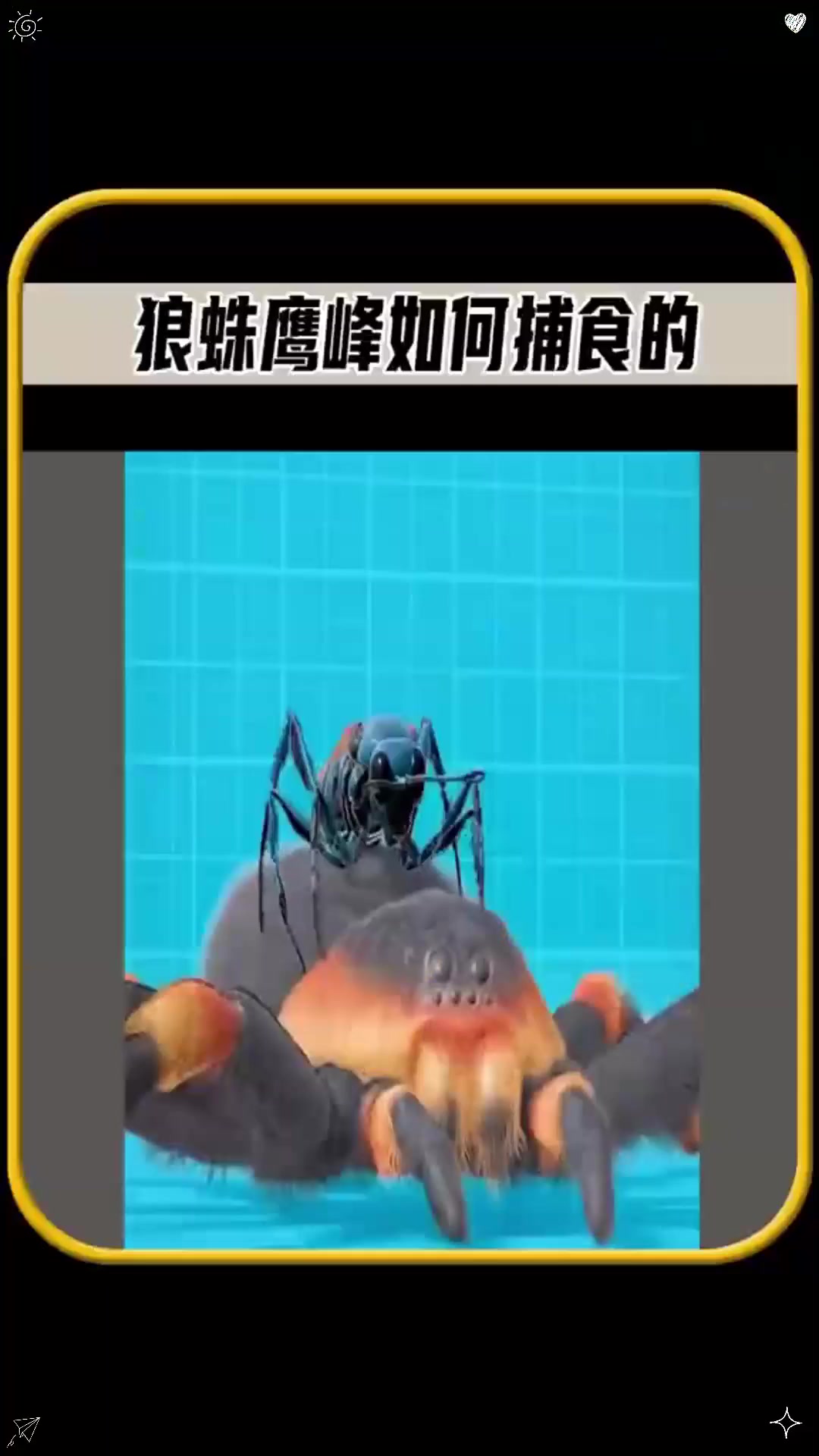 你知道狼蛛鹰蜂,是如何捕食的吗,真是太震惊了