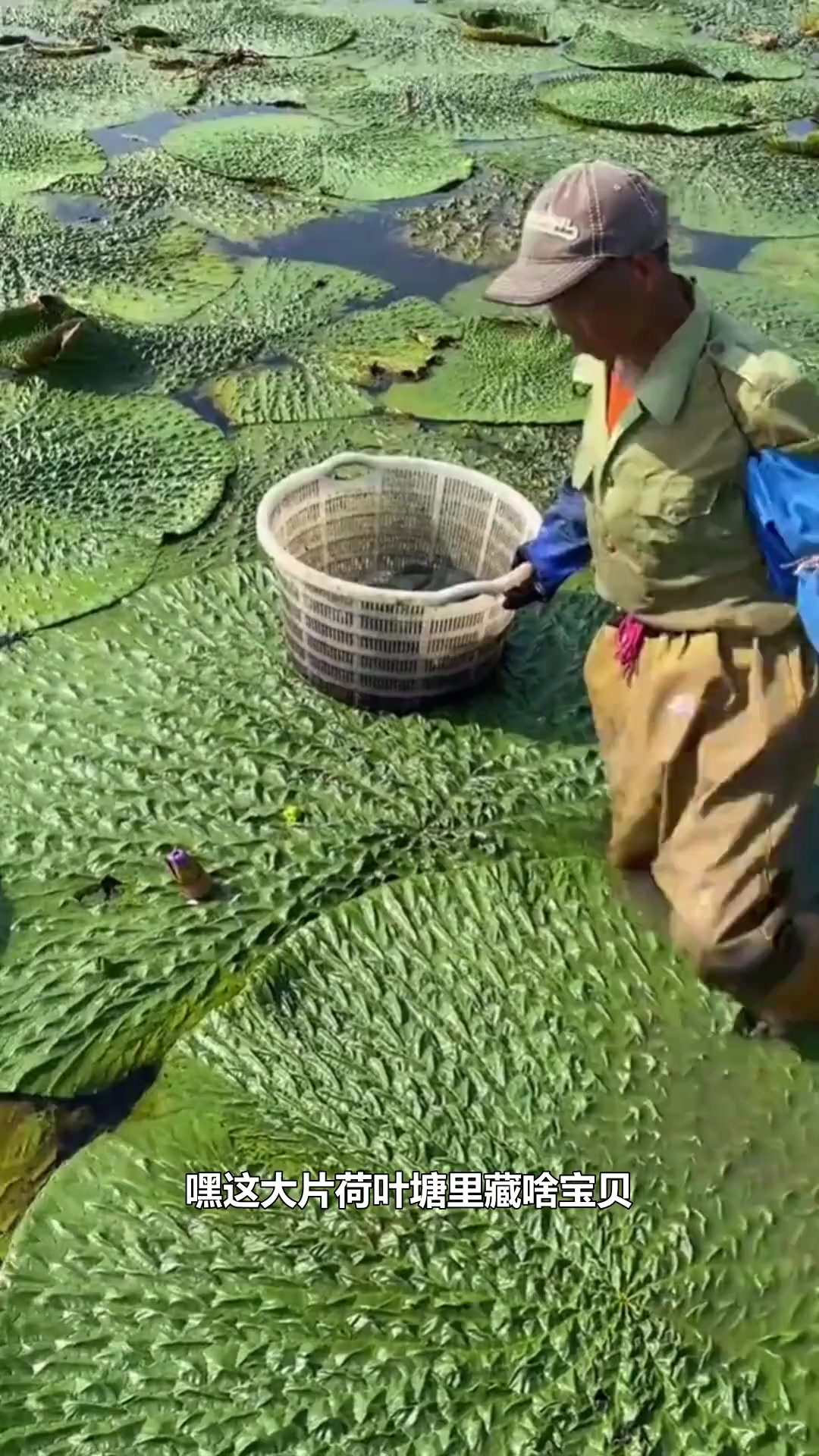 农人水池采摘鸡头米