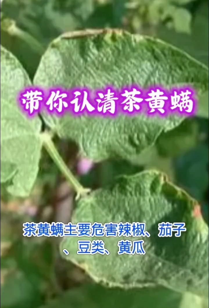 上海隆沣生物科技—植保专家(茶黄螨)