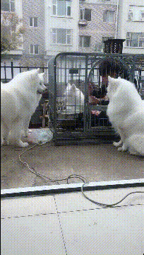 不愧是少林寺,玩个游戏,都不一样!