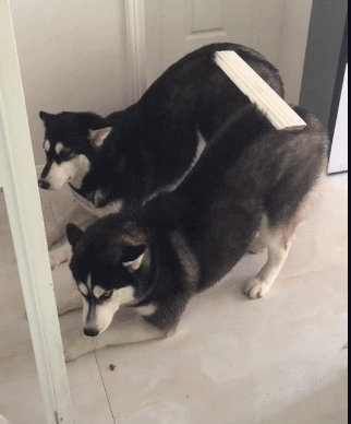 原来狗狗在门口等你,不只是想你!