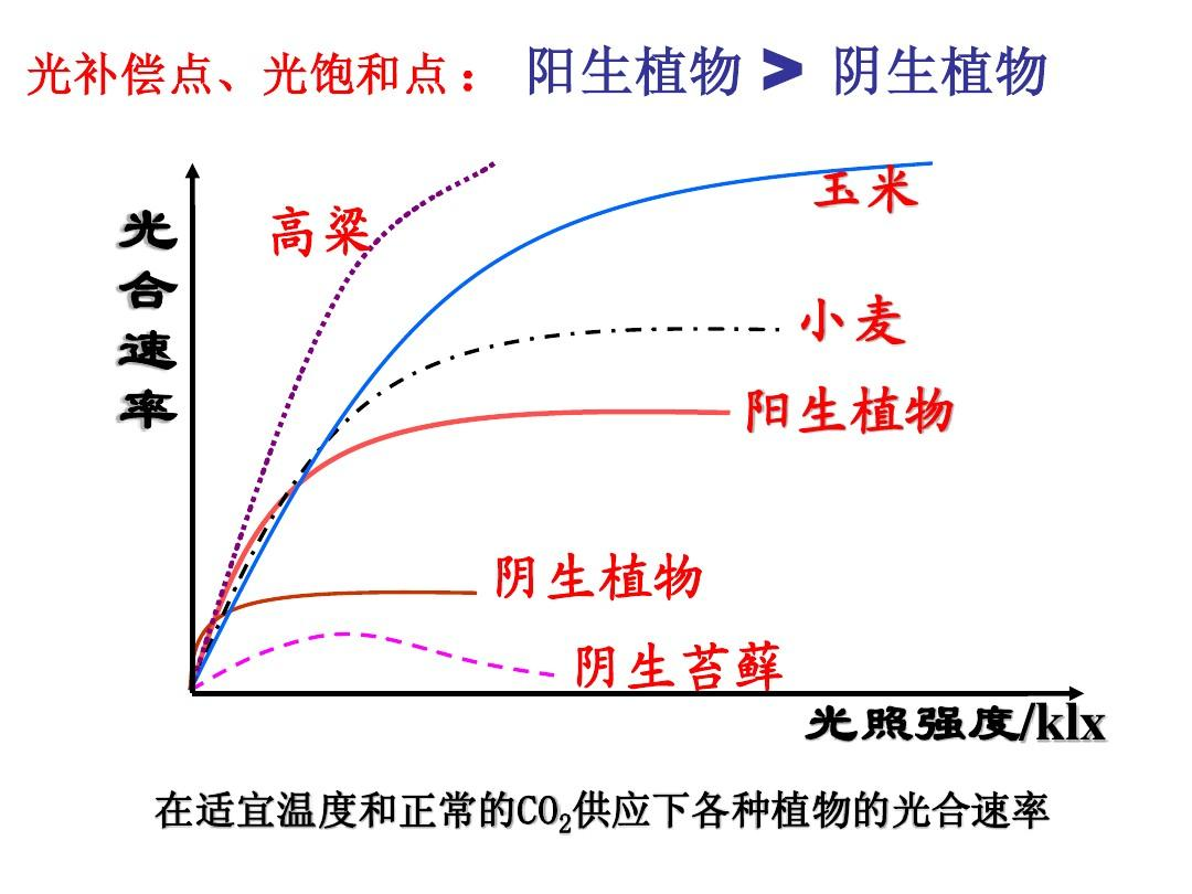 二氧化碳补偿点图解图片