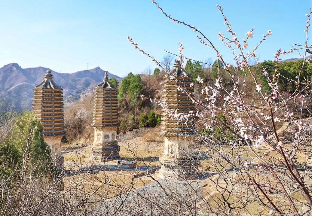 昌平人春日正好带您打卡延寿寺花道