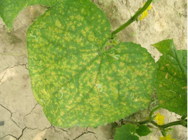 黄瓜叶枯病危害大!如何用药最有效?