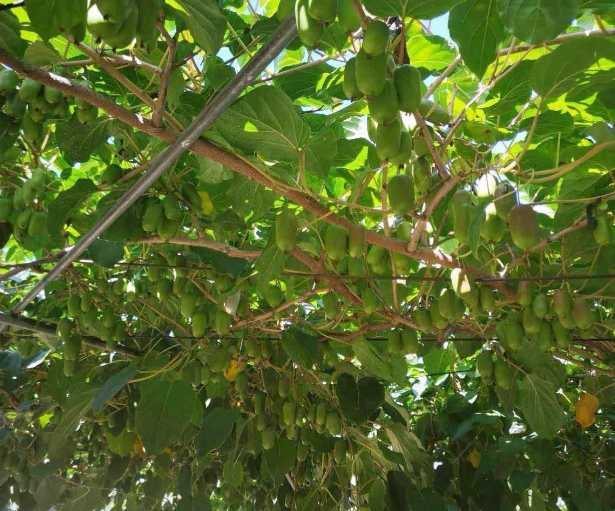 软枣猕猴桃果树产量很高,果实还好吃,家里有院子可以种植