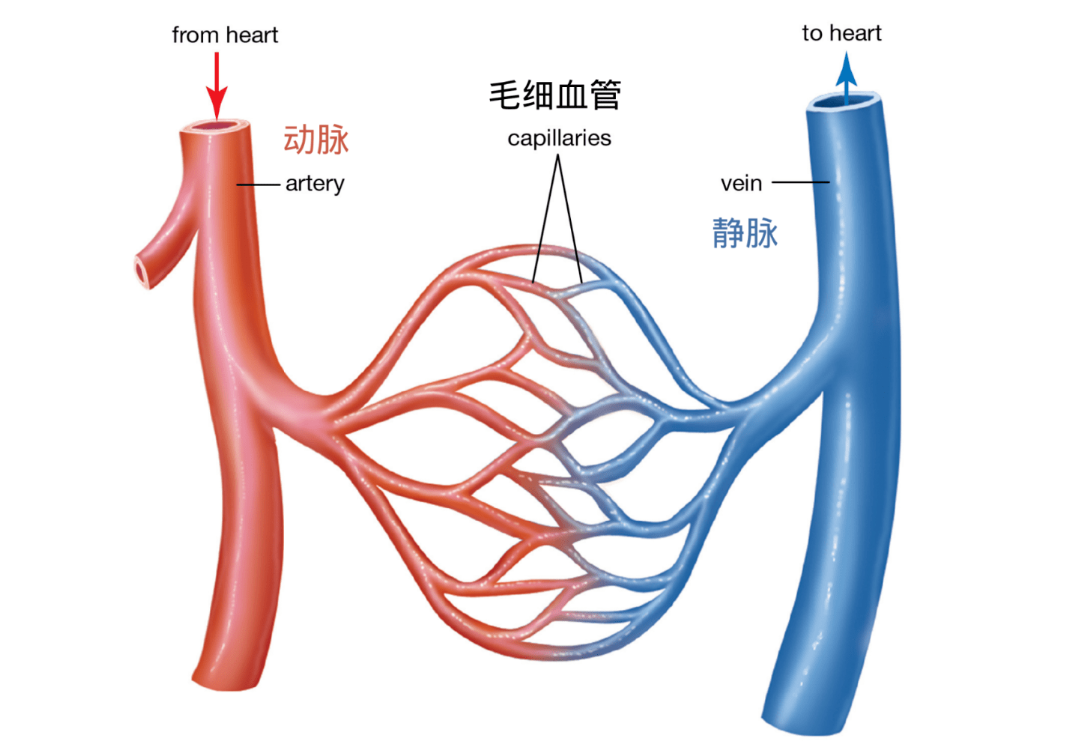 前臂正中静脉图片