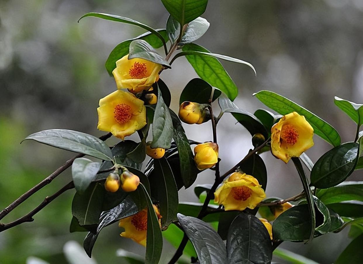 此花被誉为"植物金丝猴",金黄喜庆,营养丰富,耐赏佳品