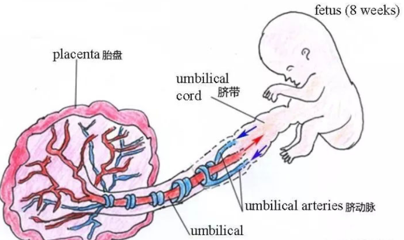 新生儿剪脐带步骤图片图片