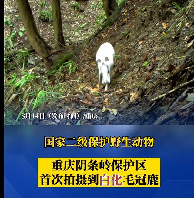 重庆阴条岭国家级自然保护区拍摄到罕见动物!
