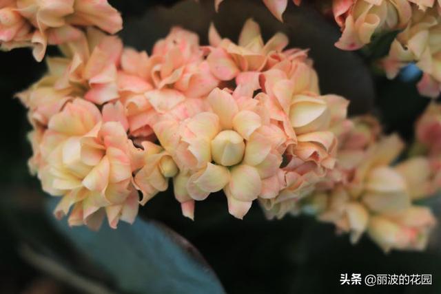 摩尔长寿花,花开肉色花朵重瓣,花开到6月花期长个别花朵带红丝