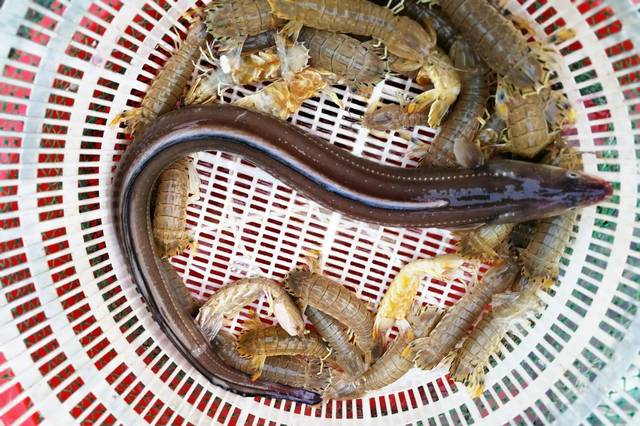 鳗鱼和鳗鳞鱼哪个贵