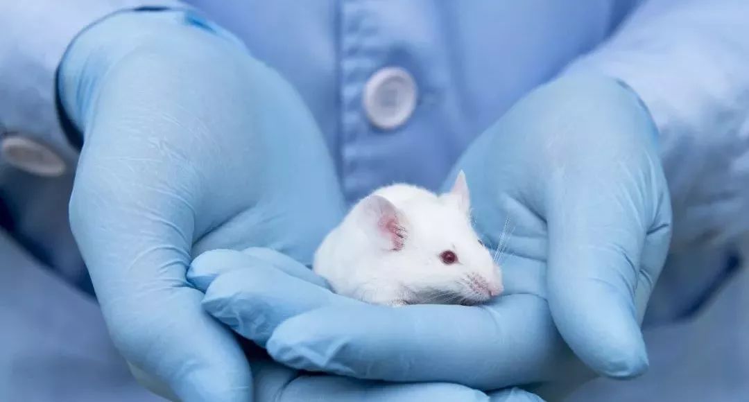 面临市场挑战,南模生物冲刺科创板能否扭转局面?