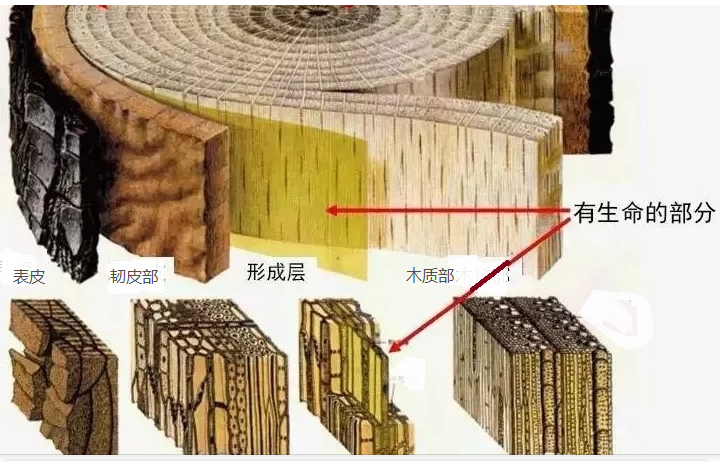 爱绿一起线上课堂丨植物冬态观察——枝干篇