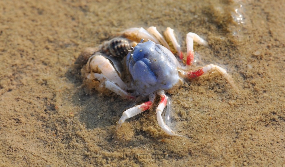 有"兵蟹"之称的短指和尚蟹