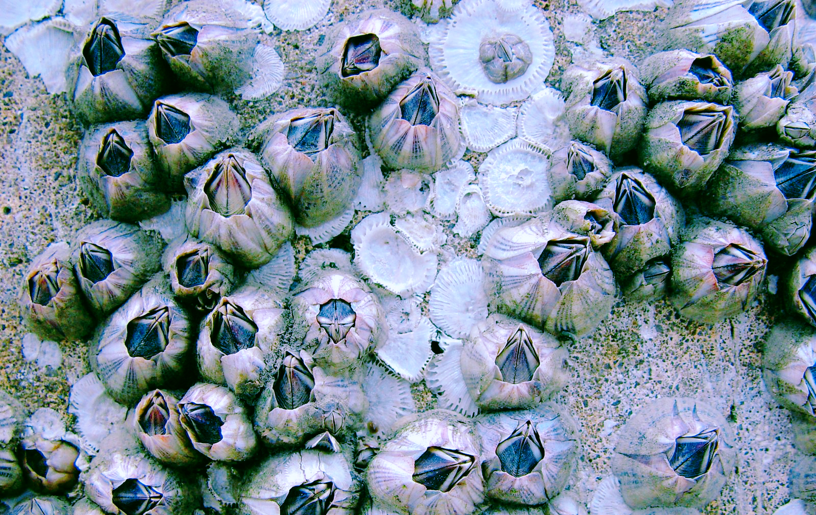 海龟和鲸鱼经常找人类去除藤壶,为什么它们会确定人类帮忙?