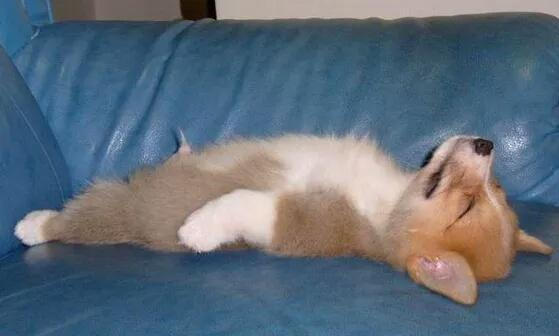 狗狗的睡姿有哪些含义,这些睡姿充分暴露了狗狗们的内心