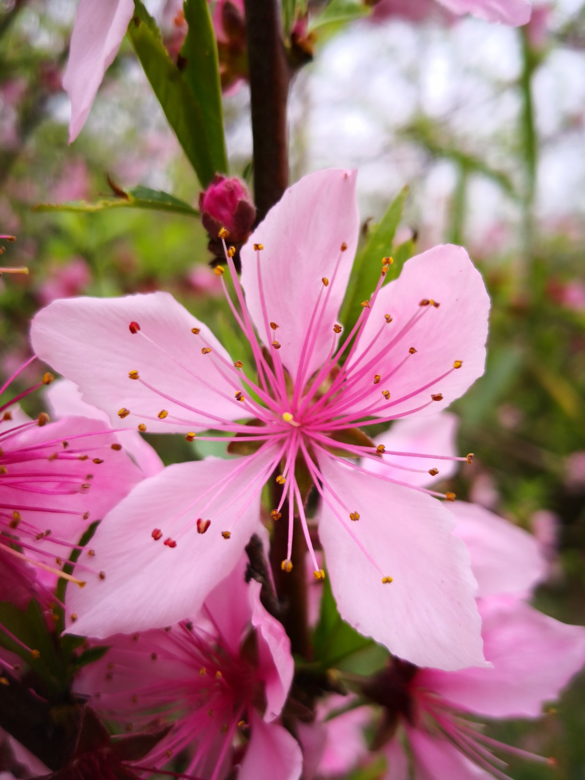 一抹春色染江南——桃花
