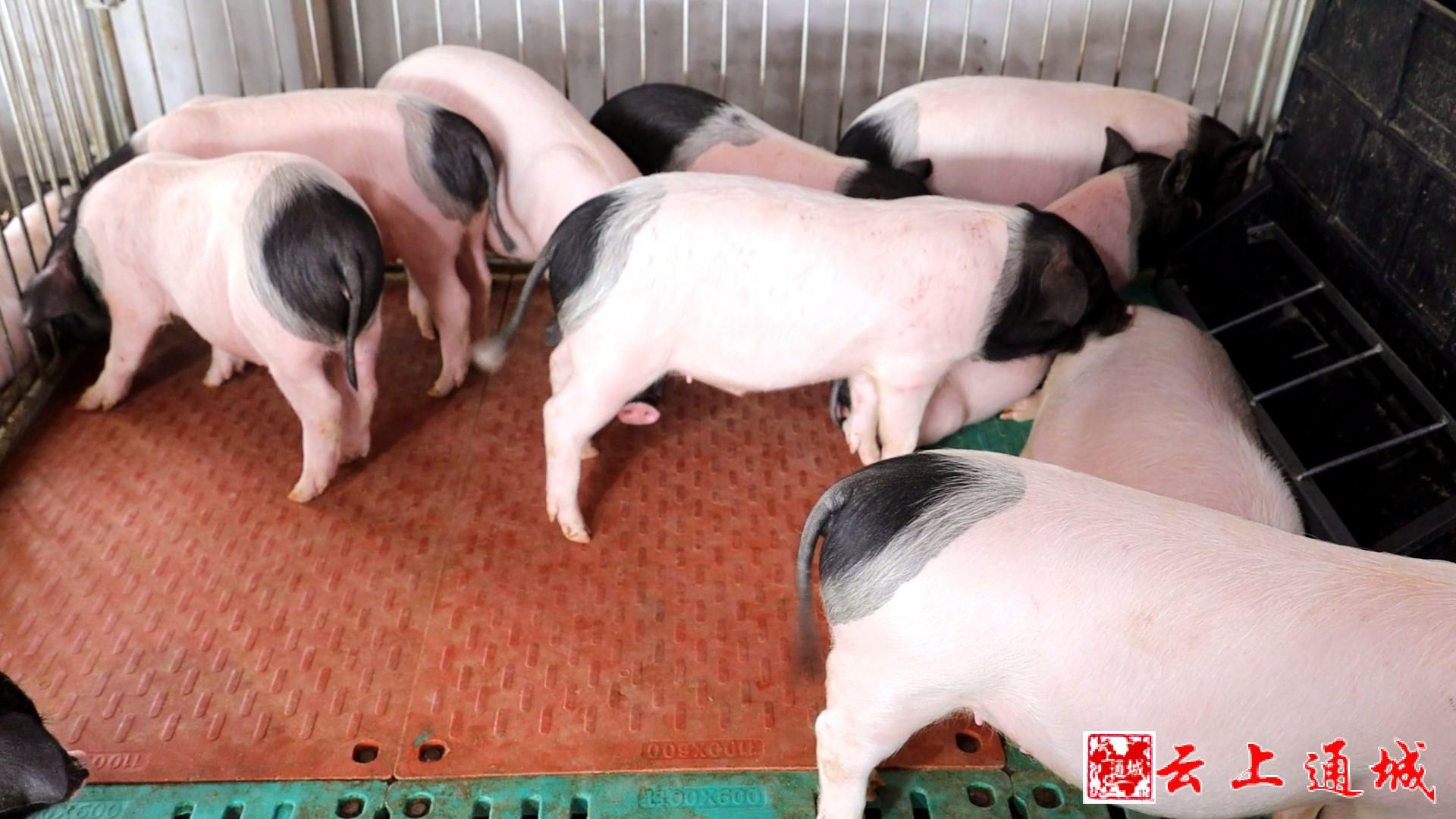 通城:云养猪 "两头乌"走进千家万户