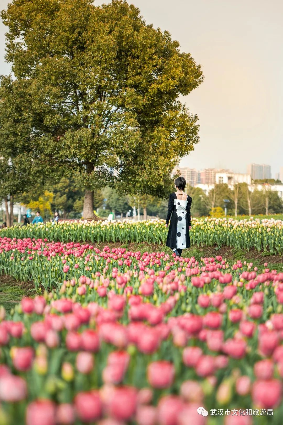 賞櫻之餘,在花博彙的主賞花區「四季花海」和「中心廣場」,還有繽紛的