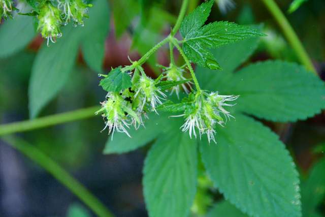 农村常见的植物拉拉秧,长有小刺,用来喂鸡能提高产蛋率