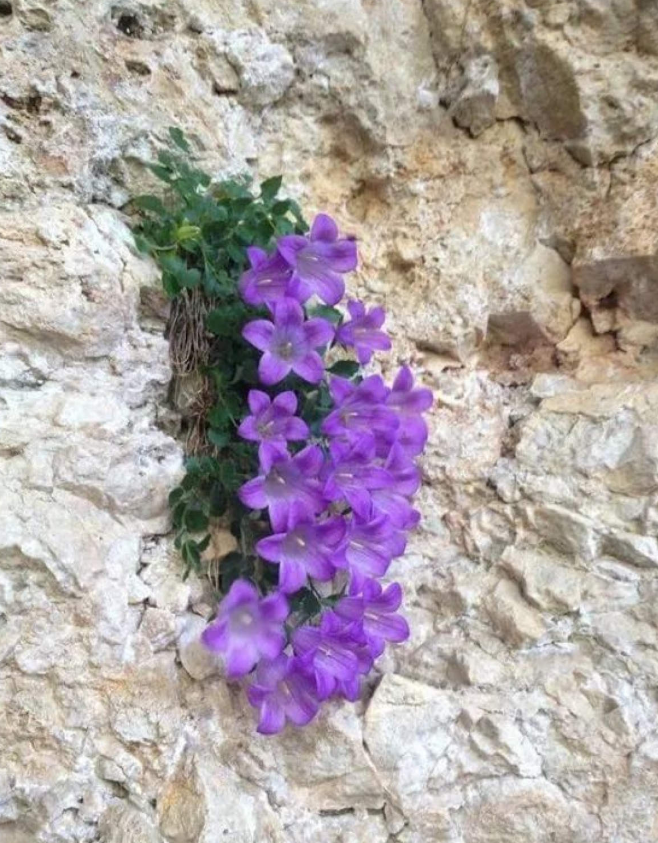 悬崖峭壁上的花图片