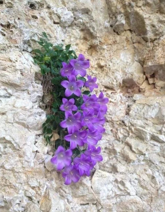 生长在悬崖上的花图片