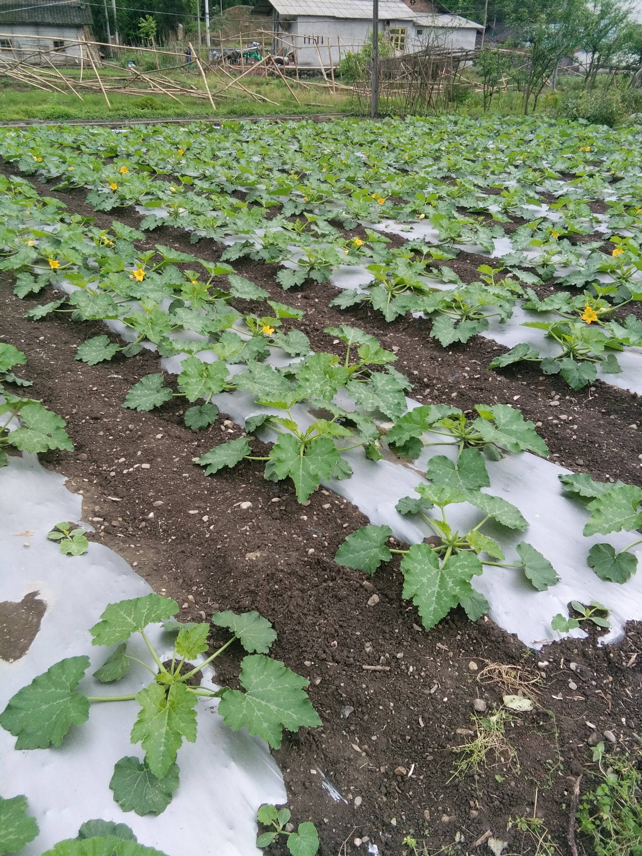 西葫芦种植栽培技术有哪些?如何进行科学化管理?