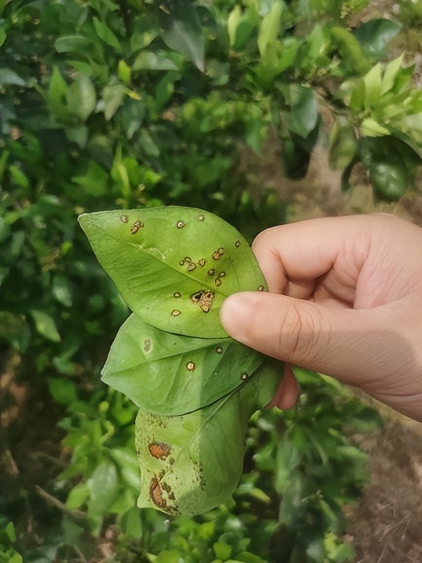 柑橘溃疡病叶片图片