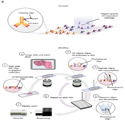 非因解读|digital spatial profiler数字空间多组学技术的应用