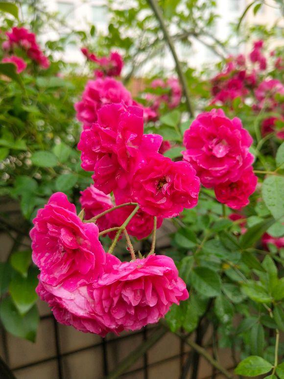 7月逛花市,这种花赶紧带回家,价格便宜正开花,好养好看惹人爱