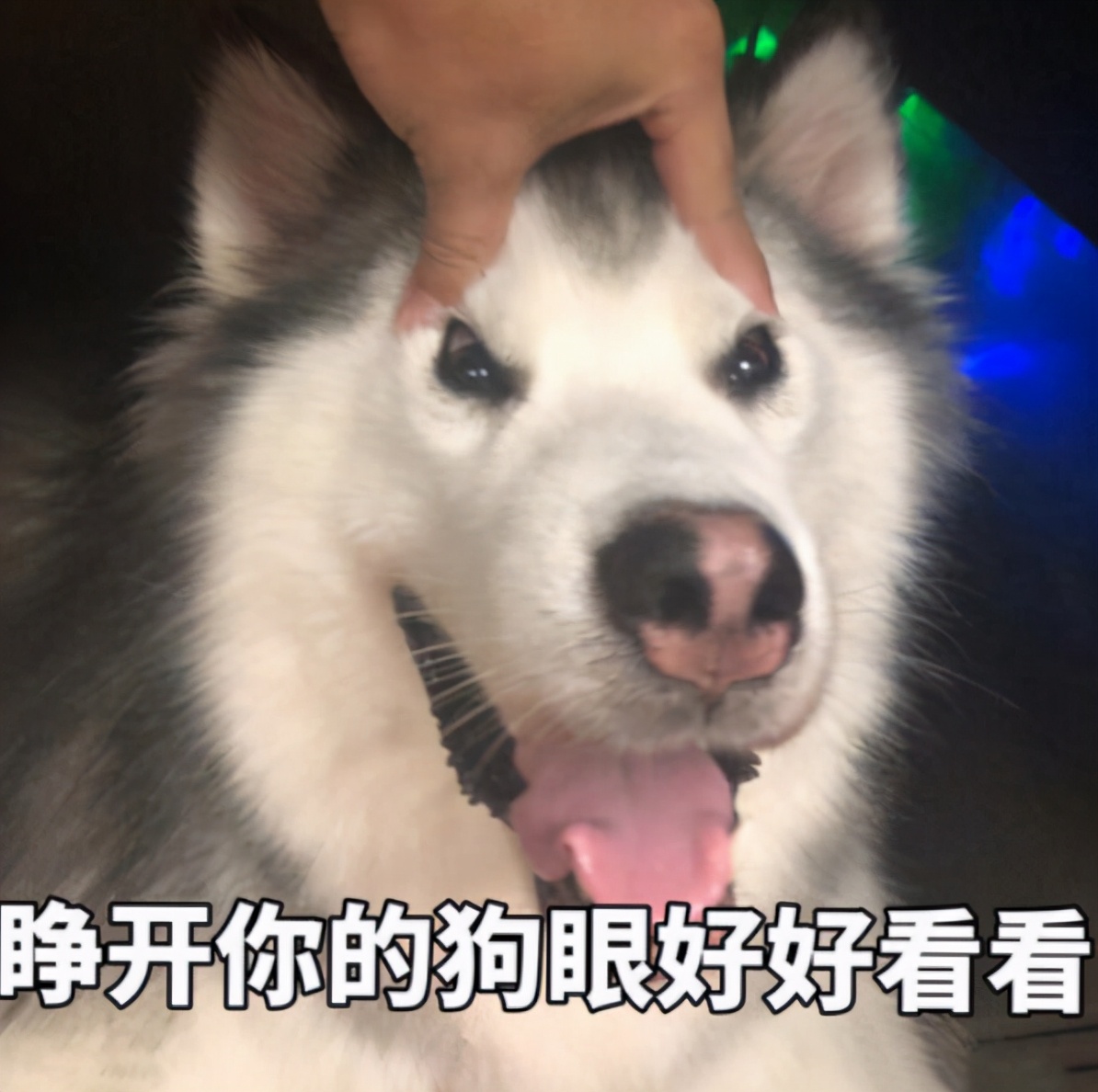 盘点超多人用的"爆款狗名"!你家狗子叫什么?