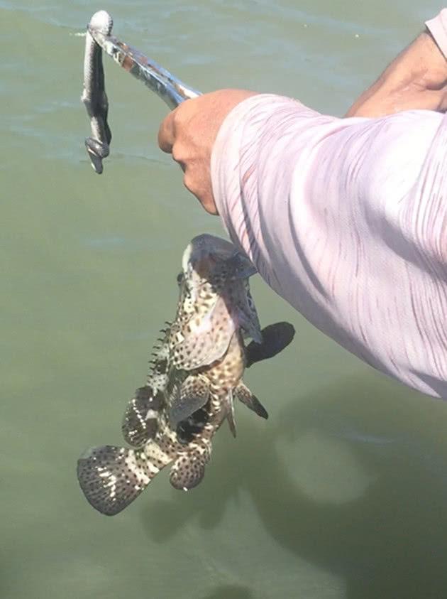 广东钓鱼人钓获罕见的石斑鱼,体长超过成年人!网友:值好几万