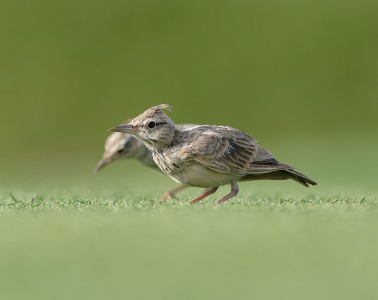 最受欢迎的宠物鸟