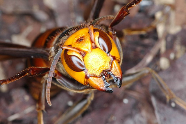 野蜂种类毒蜂图片