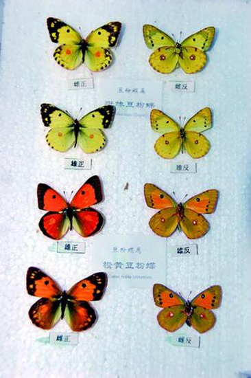 "蝴蝶公公"冉启堂:五万余枚昆虫标本捐赠博物馆