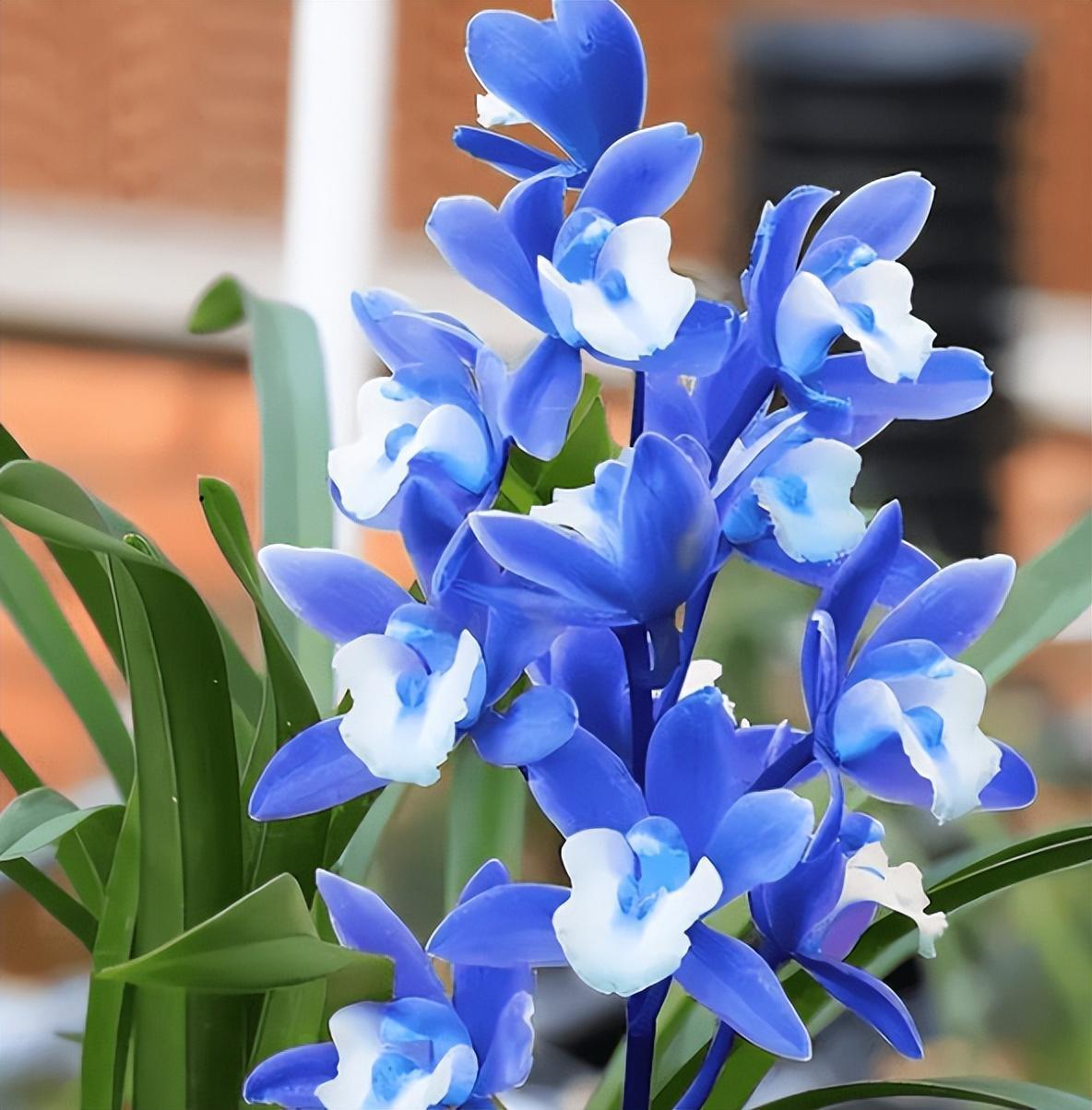 精品兰花——醉玲珑