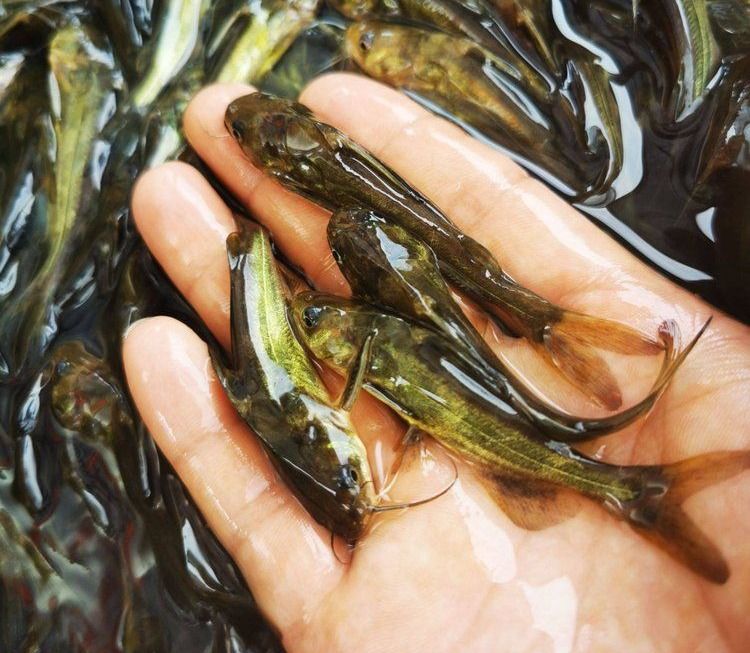 源农10号黄骨鱼养殖,具有不错的市场前景