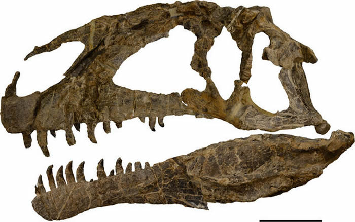 阿根廷巴塔哥尼亚发现迄今最大恐龙——巴塔哥泰坦龙