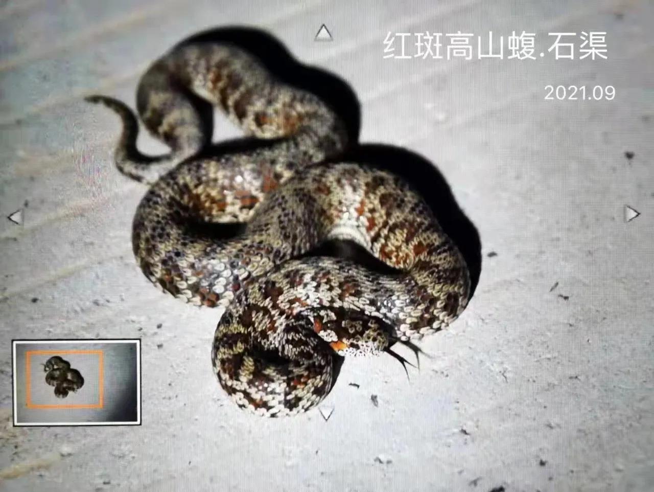四川红麻子蛇图片