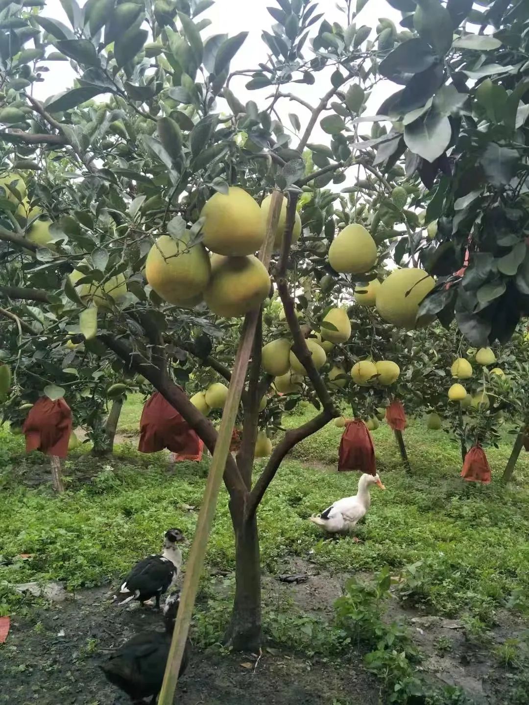 瑞丽水晶柚直播专场活动来袭!