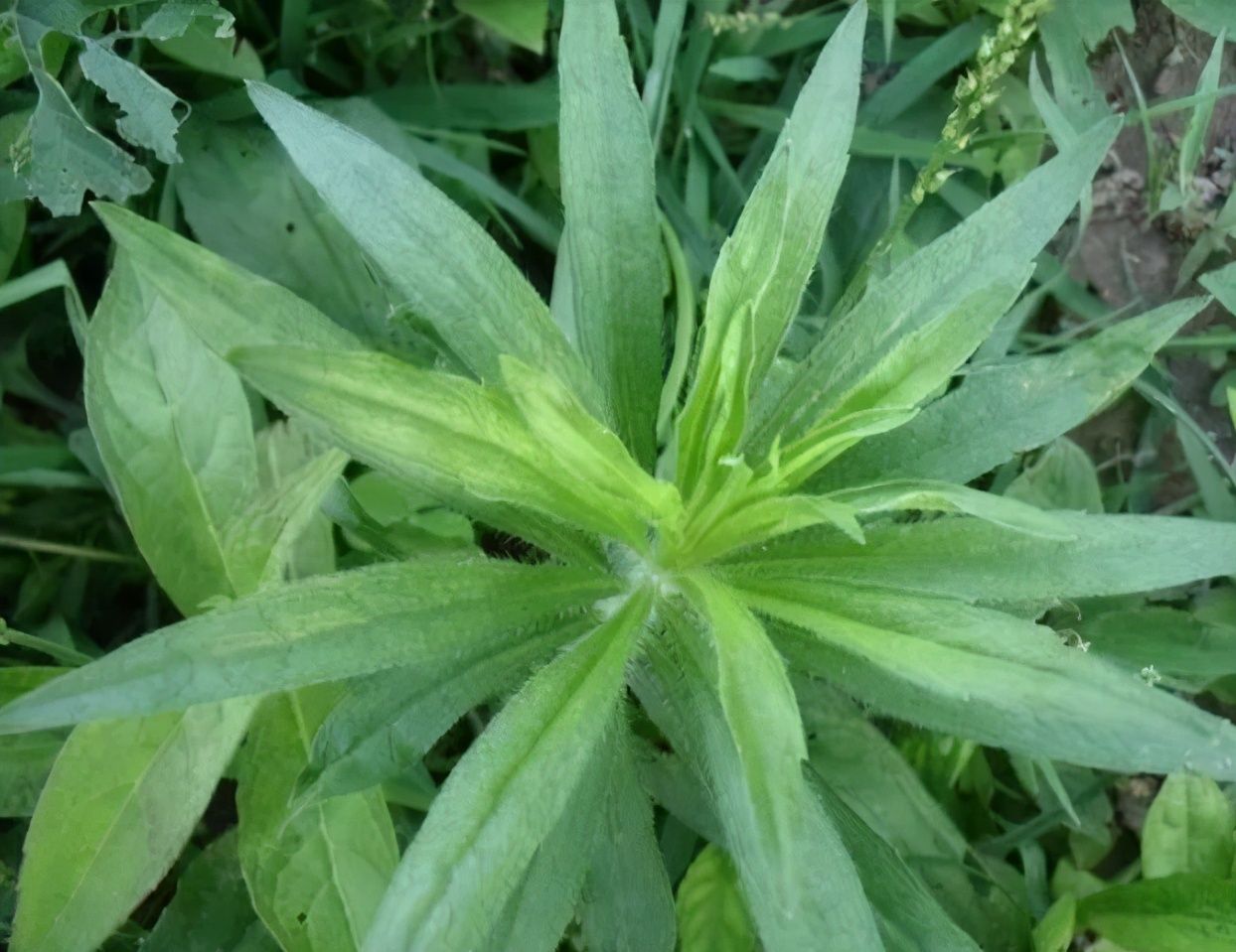 田埂上發現一棵小蓬草,人稱 小蓬草,曬乾後賣到十幾元一斤