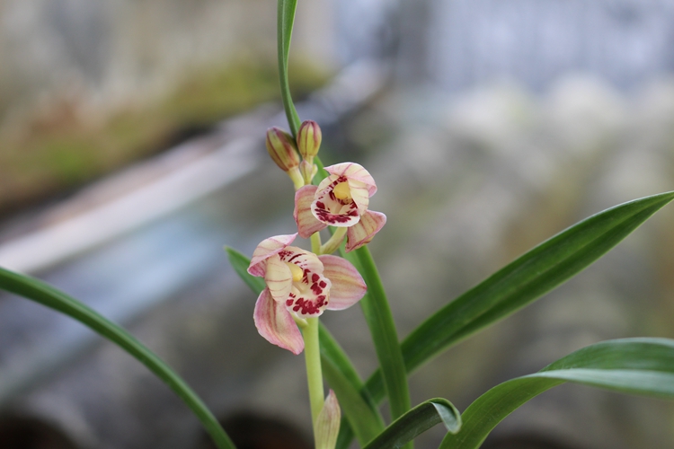 此兰是建兰中的"仙子,花色浪漫,花香清醇,既高雅又显得大气