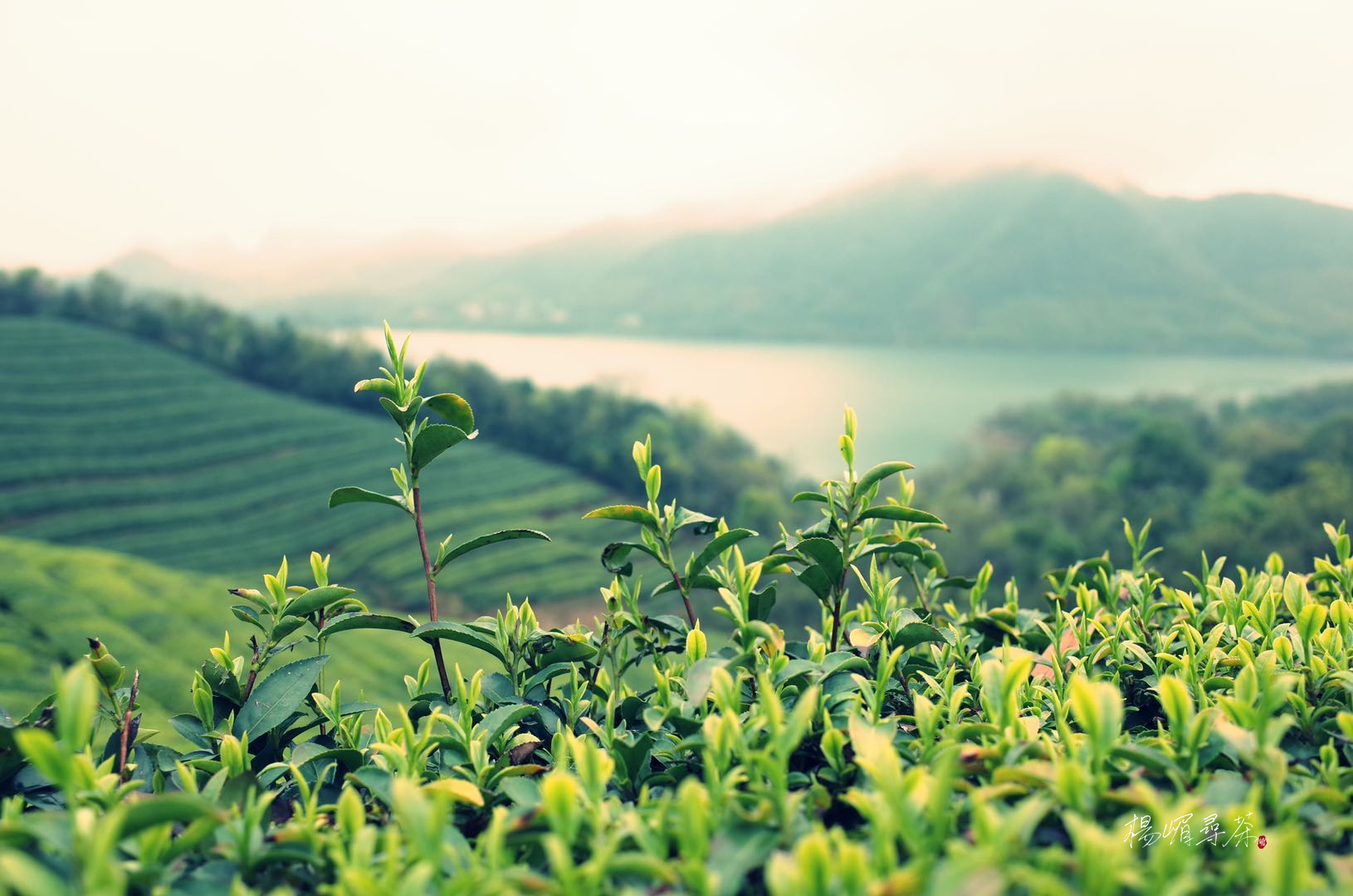中国茶叶分类简说之『红茶』丨杨嵋寻茶