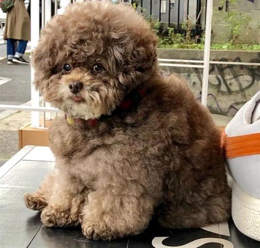 泰迪肥胖的危害,铲屎官了解一下!