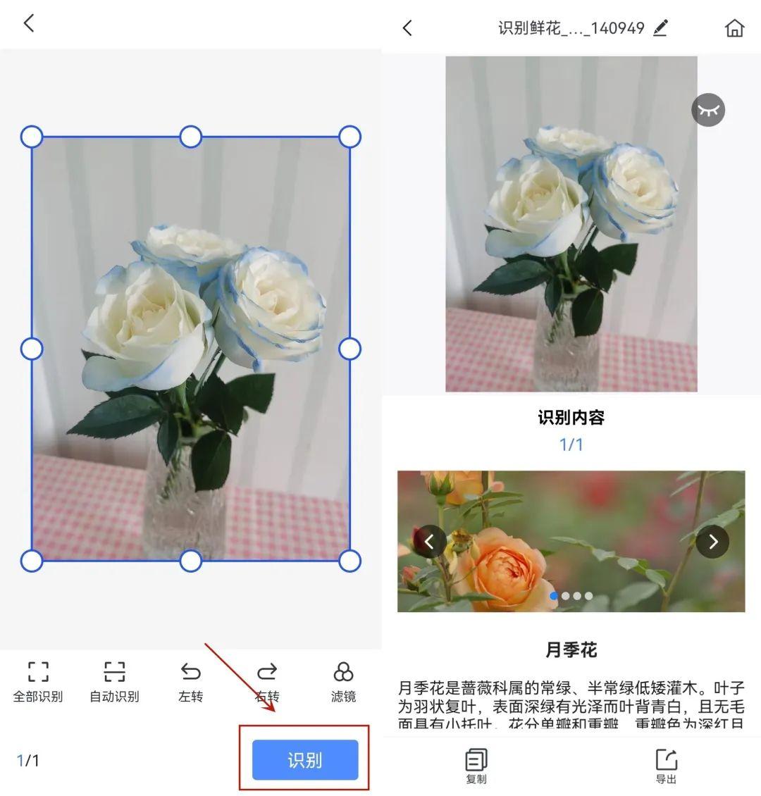 拍照识花自动图片