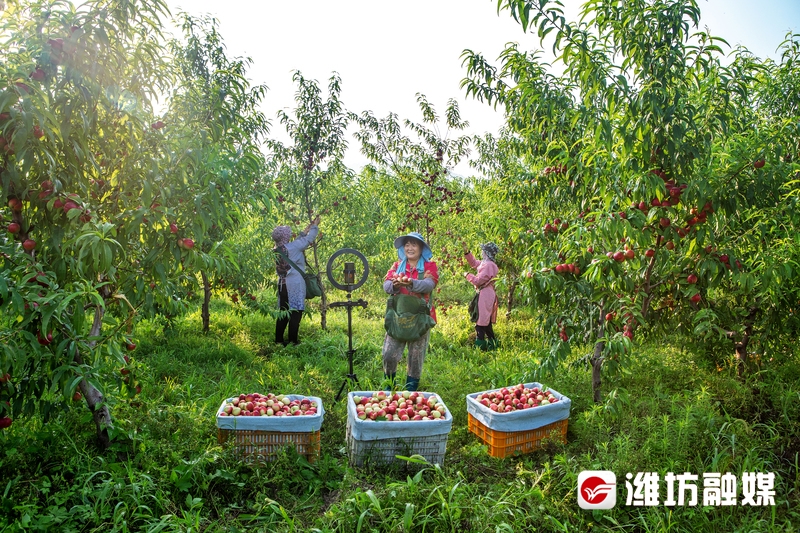 鄉村調研行|因桃而興,小山村變身