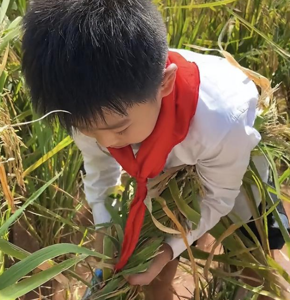 劳动课要求深入农村!重庆小学生开始学种田养金,家长认为表面功夫