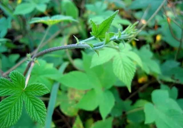 农村常见的植物拉拉秧,长有小刺,用来喂鸡能提高产蛋率