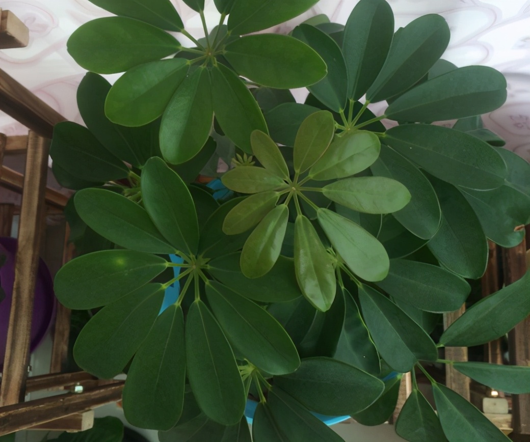 6种"聚财花",养在家里好兆头,漂亮又大气,还有好运满满