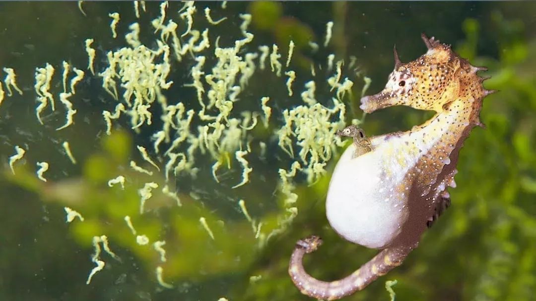 唯一一种由雄性抚育后代的动物,你对神奇的海马了解多少?